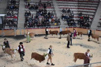 Auszubildende führen Kälber in Oberlandhalle