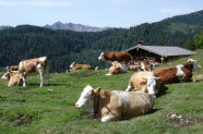 Kühe auf der Alm