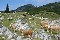 Almwirtschaft: Kühe und Schafe auf der Alm. Dr. Wolfgang Kreckl LfL