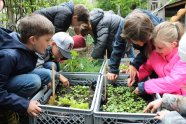 Schüler der Klasse 3c bei der Arbeit an ihren Gemüsekisten  ©Heinz