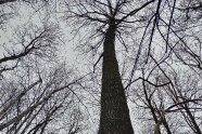 Winterkahler Laubbaum mit geradem Stamm