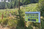 Anschauungsfläche für Wuchshilfen