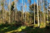 Birkenaltbestand mit einzelnen Fichten 