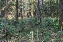 Jüngerer Tannen-Voranbau unter einem Altholzschirm aus Fichte und Erle