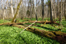 Totholz im Naturwaldreservat