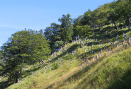 Wald und Offenland am Hang