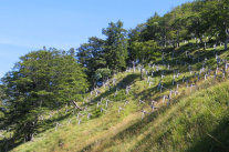 Räumiger Waldbestand am Hang