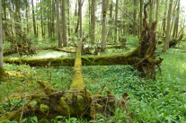 Umgestürzter Baum mit Wurzeln