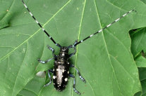 Schwarz-weißer Käfer mit langen Antennen