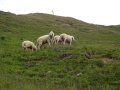 Schafe auf der Wildfeldalm