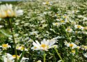 Margeriten kommen wie im Namen angedeutet nur auf sehr mageren Böden vor.