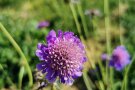 Witwenblume war früher weit verbreitet im Landkreis Rosenheim