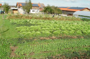 Gemüsefelder vor Milchviehstall