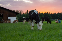 Kuh grast auf Weide in Abenddämmerung