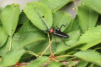 Asiatischer Moschusbockkäfer (Aromia bungii)