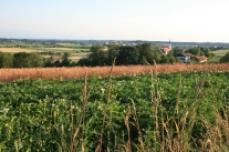 Biodiversität in landwirtschaftlich genutzter Kulturlandschaft