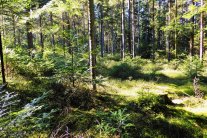 Blick auf Waldboden mit Tannenverjüngung