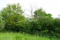 Wiese vor einer Hecke