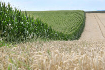 Hoch gewachsene Mais- und Getreidebestände auf Feld