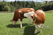 Kühe auf der Weide beim Fressen 