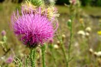 Pflanzenschutz Distel © mafiozi - Fotolia